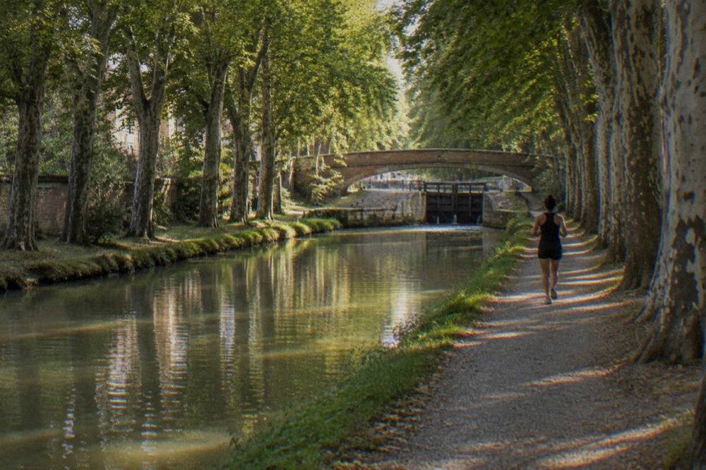 Plane trees lining both banks of the Canal du Midi with a towpath running beside the water