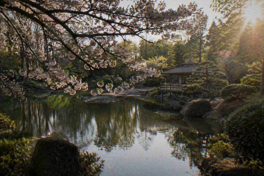 Cherry blossom branches over a garden pond in spring