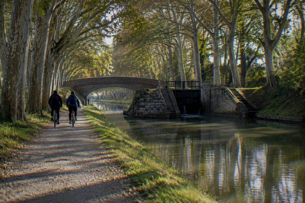 Cyclists riding two abreast on a flat canal towpath under plane trees
