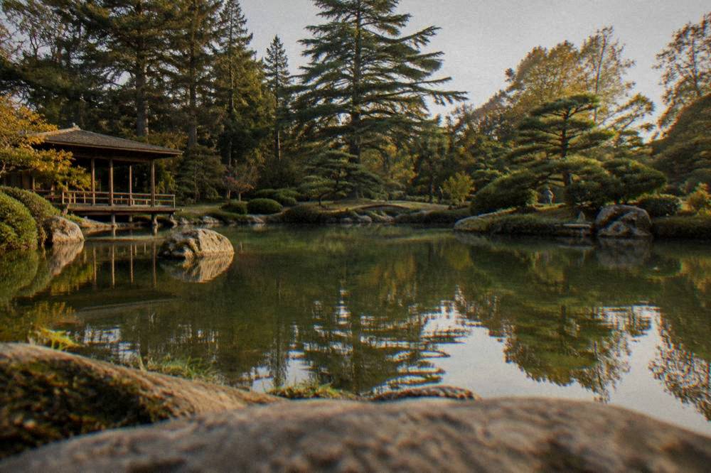 A garden pond reflecting trees in warm late afternoon light