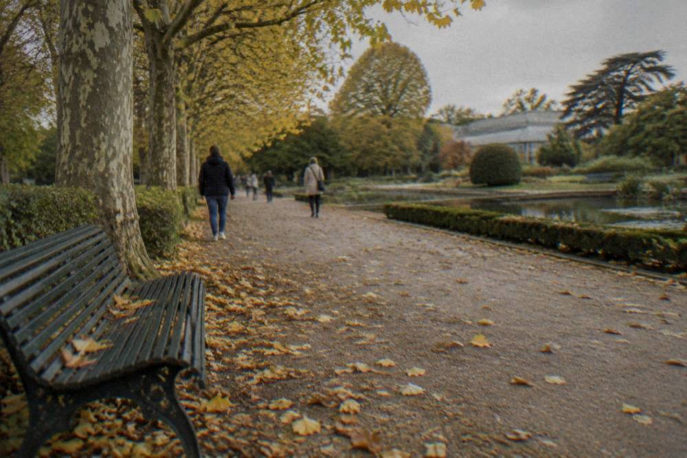 Autumn leaves covering a garden path beside a bench