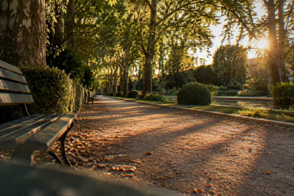 Sunlight filtering through tall trees onto an empty garden walkway