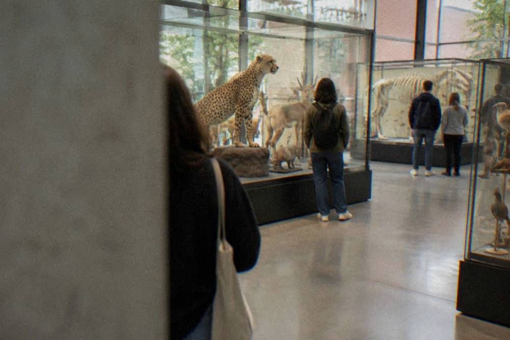 Visitors looking at glass display cases of animal specimens in a museum gallery