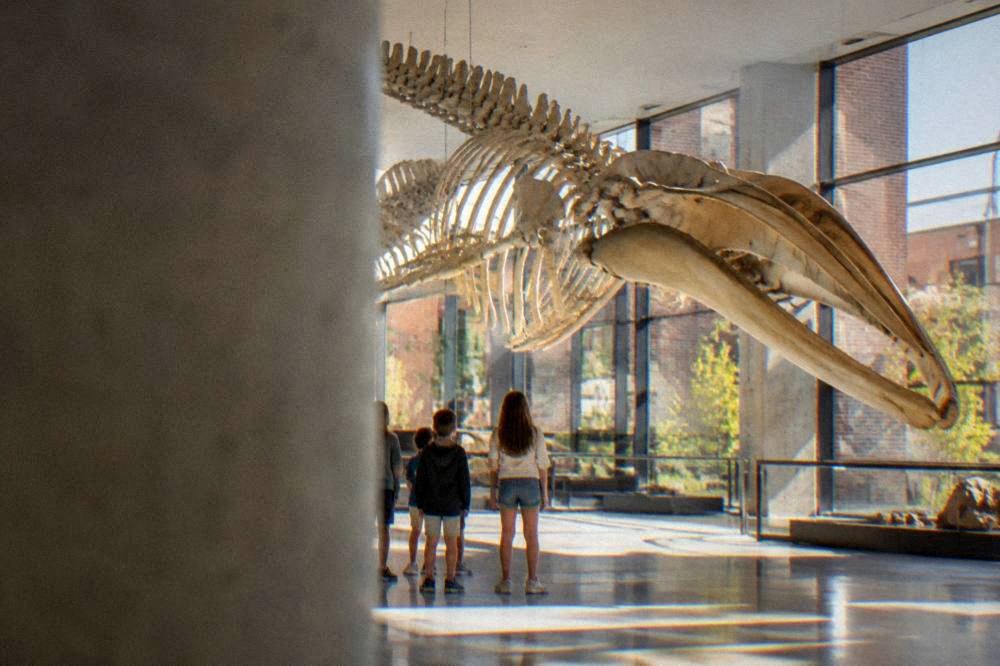 Children looking up at a large suspended skeleton in a bright museum hall