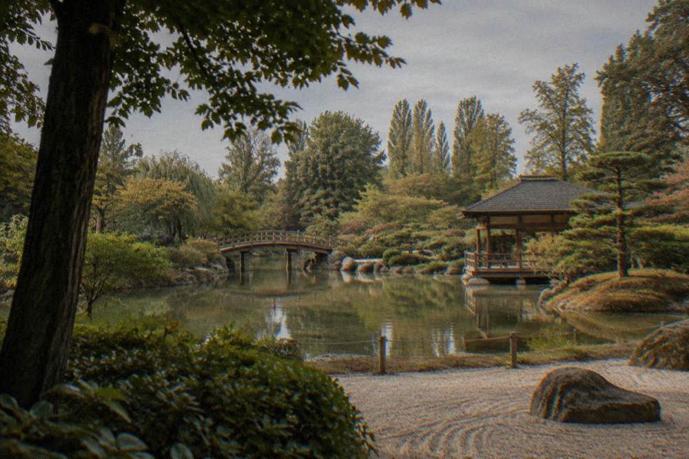 A peaceful Japanese garden with a pond, a wooden bridge and manicured trees