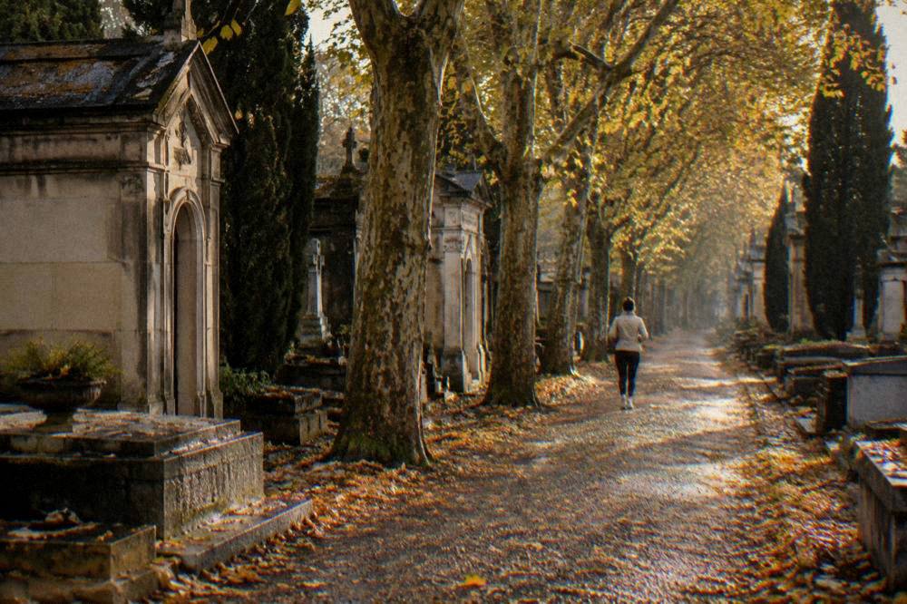 Plane tree avenue in warm autumn light with fallen leaves on the ground