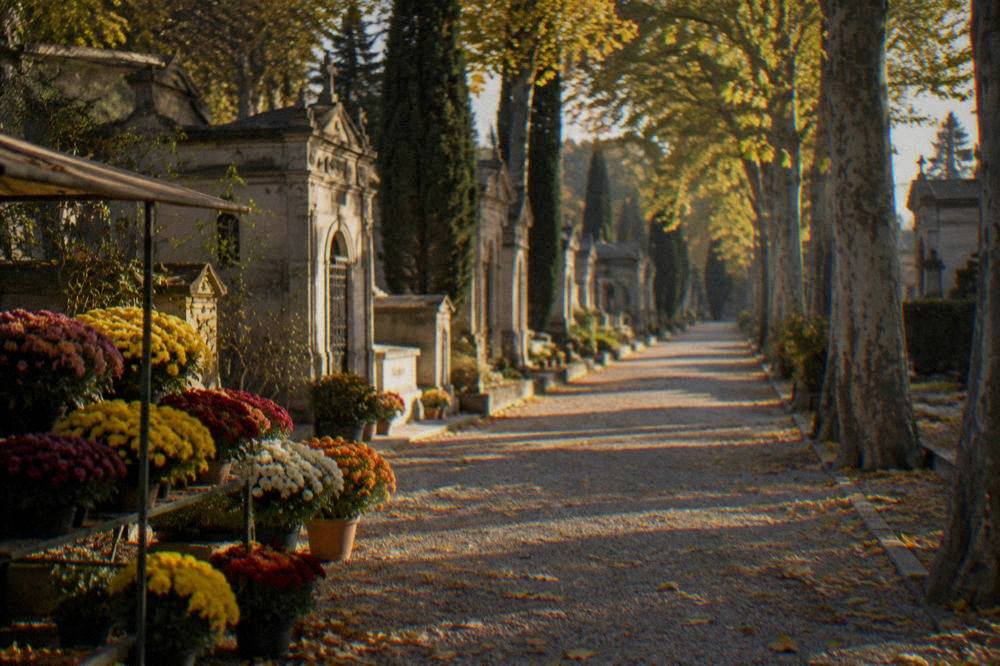 Flower stall with potted chrysanthemums in autumn colors
