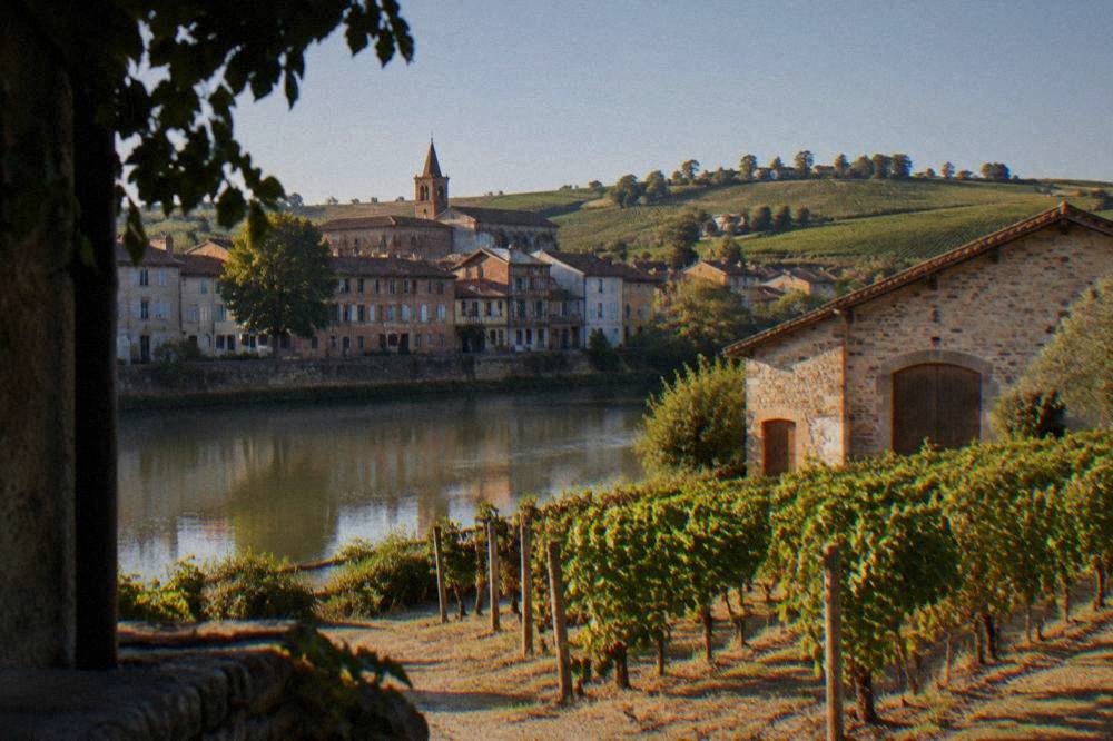 A stone winery building with wooden doors standing among grapevines under a clear sky