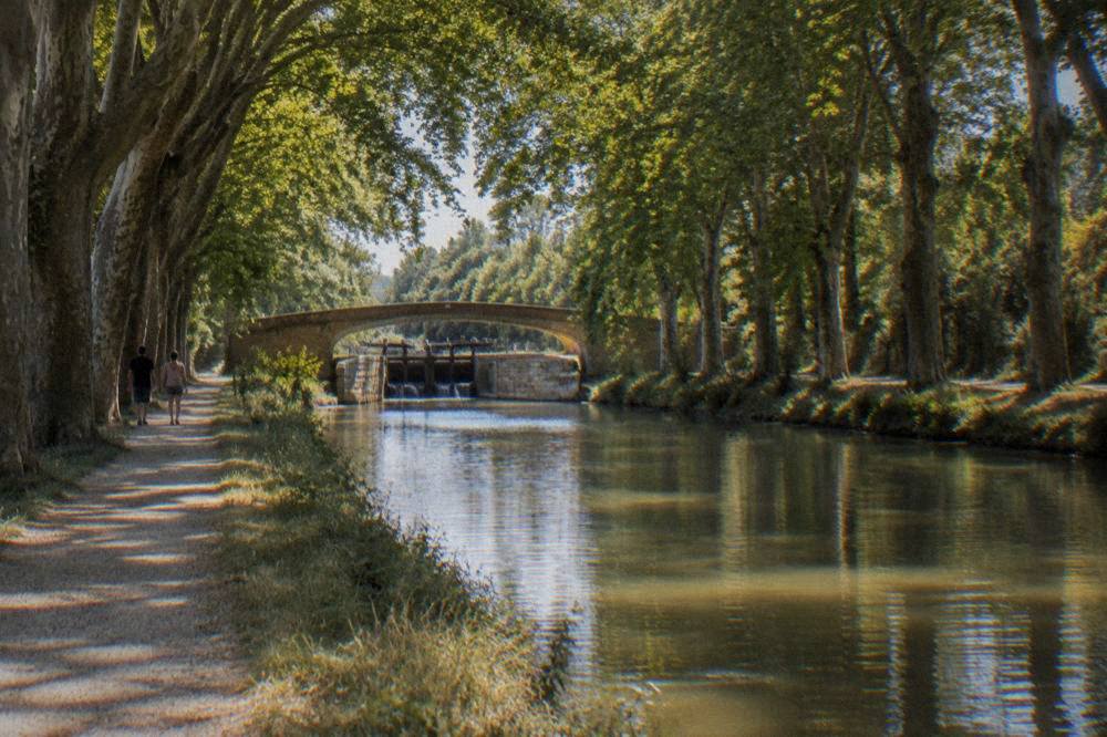 Plane trees shading a canal towpath in southern France in summer