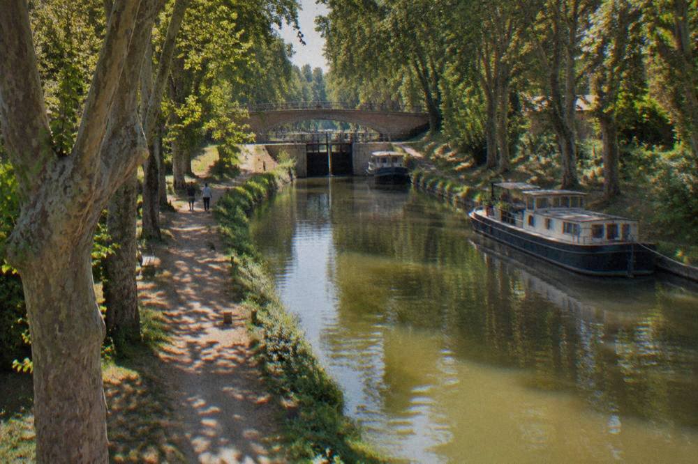 Plane trees arching over the still water of the Canal du Midi