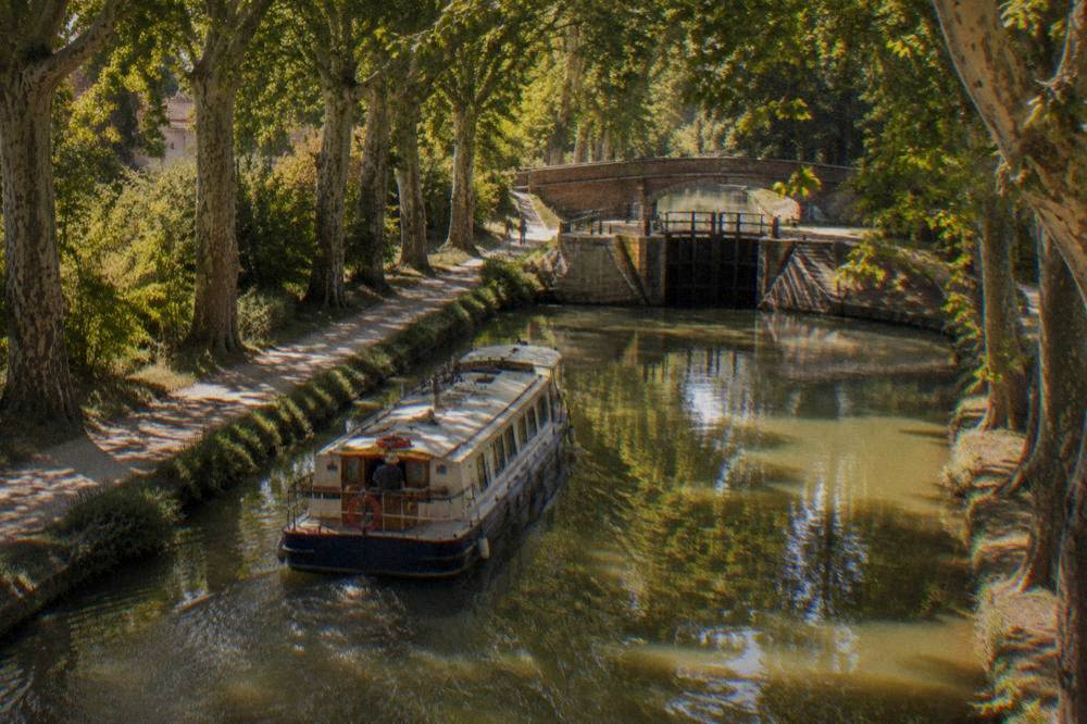 A canal boat passing under plane trees in warm afternoon light