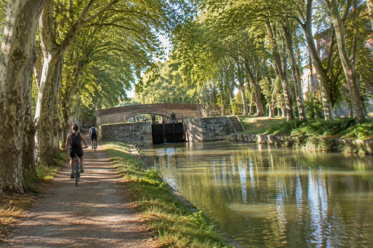 Cyclists riding along a tree-lined canal towpath with plane trees overhanging the water