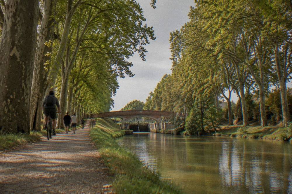 A plane tree shaded canal towpath with walkers and cyclists beside still green water