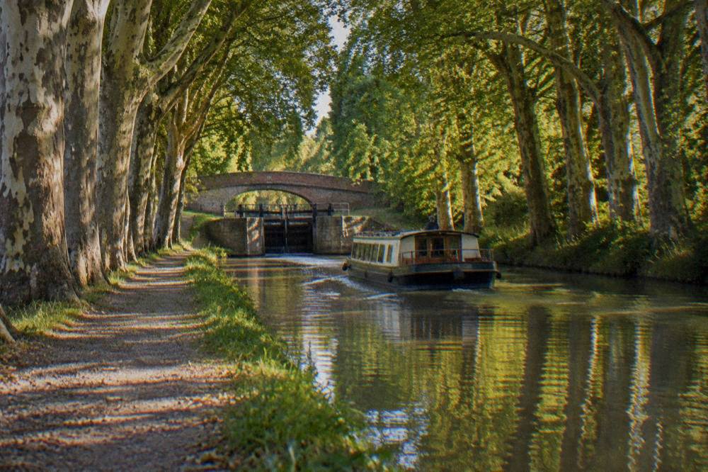A canal boat gliding between plane trees on the tree-lined Canal du Midi
