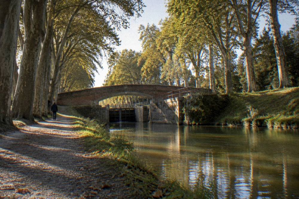A shaded canal towpath with plane trees near Toulouse